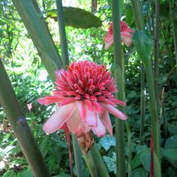 Tropical exotics:  in the Diamond Falls Botanical gardens