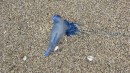 Glad to see the Portuguese Man of War on shore, not in the water while we were swimming.
