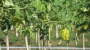 Close up of the papaya plantation that the horses ran around