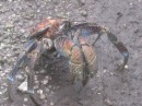 This is the smaller coconut or robber crab we saw