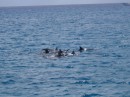 more dolphins, Pokai Bay