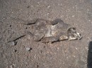 Evidence of the cane toads on Molokai.