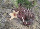Saw this unique flower on our Diamond Head climb.: What a find!   A Hawaiian Cactus Star flower