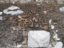 Pieces of the copra on the ground.  They are having troubles selling it now.