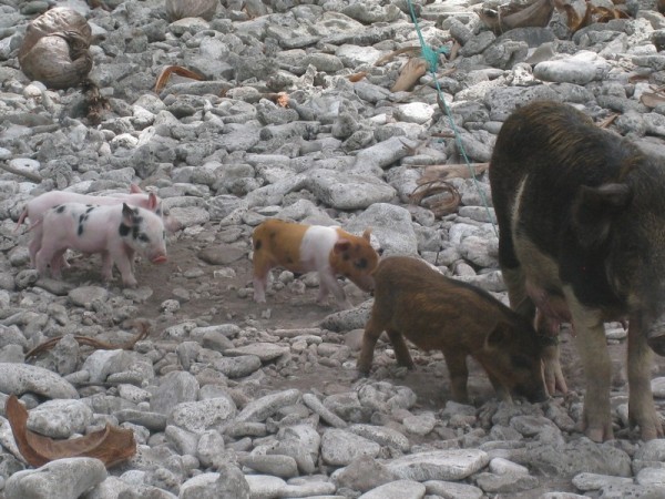 Pigs and piglets so you know they