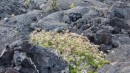 Growth coming back in the lava flow.