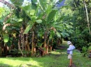 A banana grove in Hakaui.