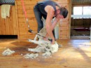 The trick is to keep the skin pulled tight enough to avoid cutting the sheep with the sheers.