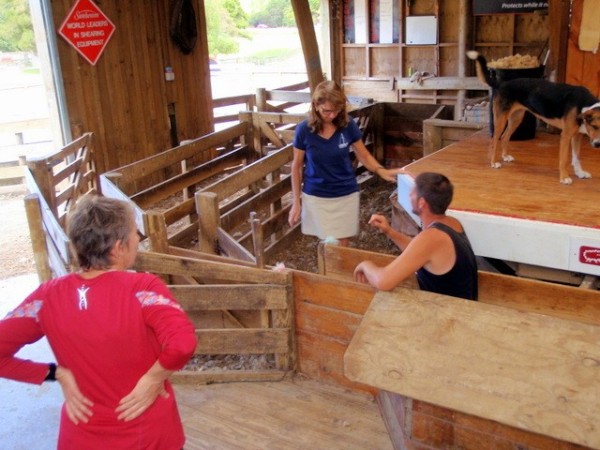 Linda volunteers to do the sorting (with Anne supervising!). The handler is explaining to Linda how to sort the male sheep (the ones with blue spots on their head) into one corral, and females (yup - pink on their heads) into the other corral.