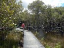 A walk through the mangroves on the Hatea River, Whangarei