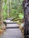 The trail was often a boardwalk - itself a beautiful "sculpture" as it wound through the forest.