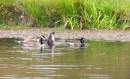 Some Canadian geese - a long way from home!?