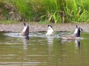 The Canadian geese find something to eat - bottoms up!