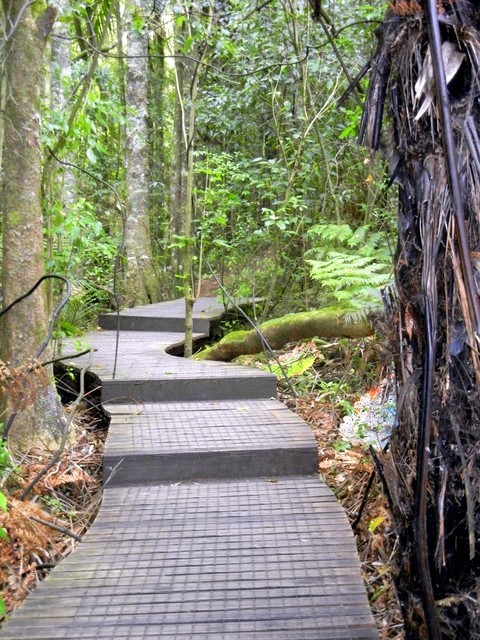 The trail was often a boardwalk - itself a beautiful "sculpture" as it wound through the forest.