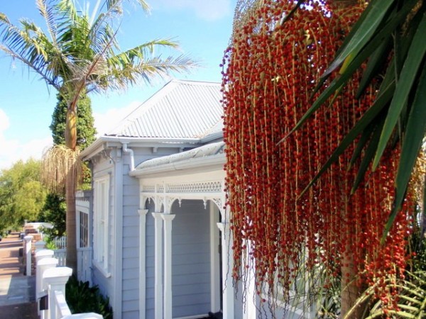 Palm berries on a residential street