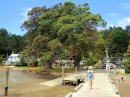 Linda heads up the dock at School House Bay, towards a huge Pohutukawa tree.
