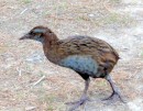 A flightless bird near the look out on Kawau island (where is our Birds of New Zealand book?)