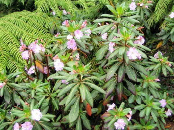 A flowering plant that looks very similar to a rhododendron - maybe it is one (where is my "Plants of New Zealand book?)