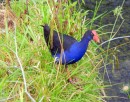 But we did see plenty of these colorful birds - the Pukeko.