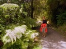 There are some really big ferns in NZ!