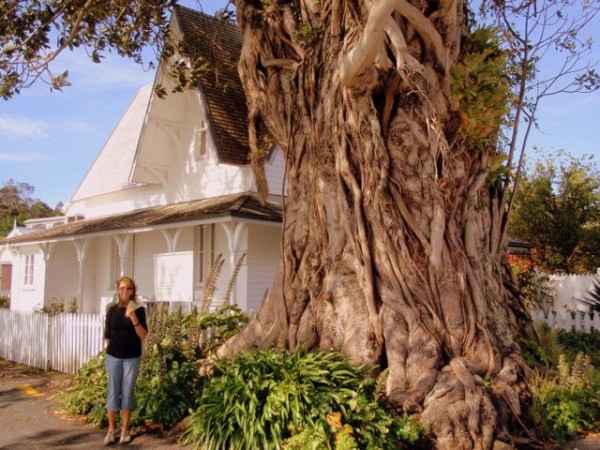 One of the oldest homes still standing in Russell, with an even older, very impressive tree out front.