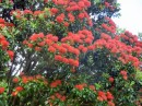 The Pohutukawa tree - or New Zealand "Christmas Tree", so-called beacuase its beautiful red December blossoms - was seen everywhere: in town, where the trees were often planted along roadsides or walkways, and out in the country where they simply grew wild. Really pretty! But when the blossoms started to "disintegrate" in January, it was a different story - Pahutakowa "poo" was everywhere!