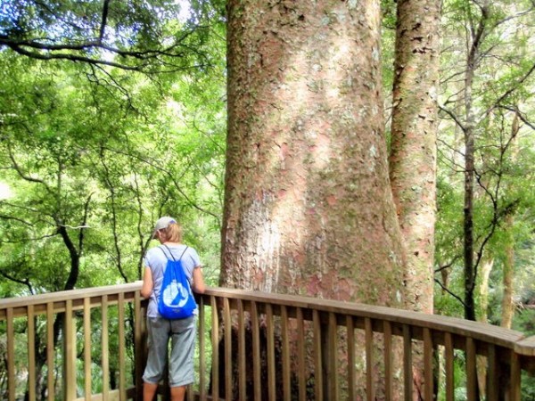 Linda beside a large Kauri tree in the A. H. Reed Memorial Kauri Park.