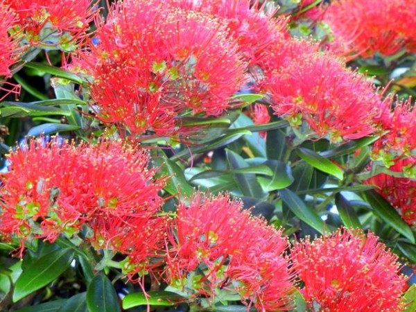 Another close up of a pohutukawa blossom