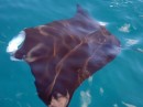 A large, graceful manta ray swims by, feeding with his (or her?) mouth wide open.