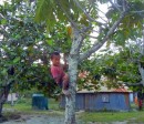 Kid + tree = climb; a simple rule of physics!