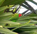 Parrot in a tree in Maunaithaki.