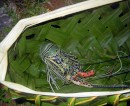 A villager sold us this fresh lobster - yum!