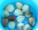Fresh clams from the lagoon.