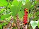 Interesting flower buds - Bird of Paradise? - on Nuku Hiva.