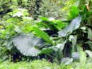 These "monster leaves" on the trail to Vaipo Falls on Nuku Hiva are two feet across and three feet long! 
