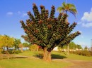 A fascinating tree near the waterfront in Uturoa, Raiatea.