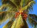 Coconuts - are everywhere!