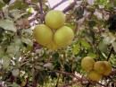 Pamplamouse - Polynesian grapefruit, prolific throughout the islands!