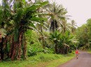 Banana trees by the road in Haamene, Taha