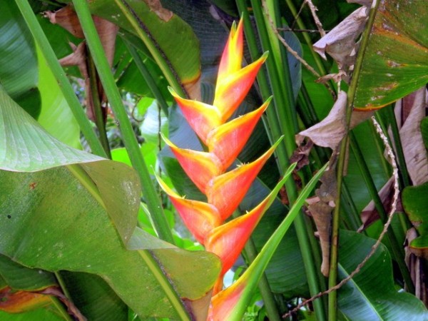 A bird of paradise bud, not yet in bloom - Nuku Hiva.