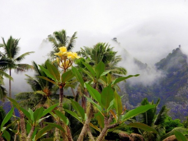 A lonely yllow blossom atop a tree on Hiva Oa.