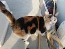 Marina - the dock cat