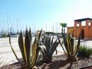 More big cacti