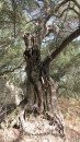 Wonderful old olive tree