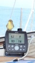 And he perched on the GPS plotter!