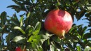 ripe pomegrante