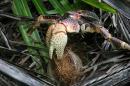 Local resident - coconut crab