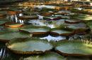 Giant water lilies - botanic gardens