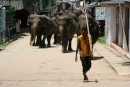 Elephants crossing the road