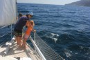 Dolphins off NW coast of Hiva Oa